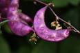 Fabaceae