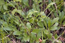 Attēlu rezultāti vaicājumam “Silene nutans”