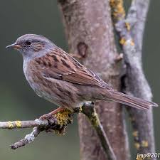 Attēlu rezultāti vaicājumam “Prunella modularis adult”