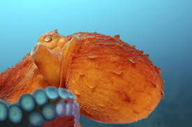 Image result for Enteroctopus dofleini