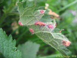 Attēlu rezultāti vaicājumam “Puccinia urticata”