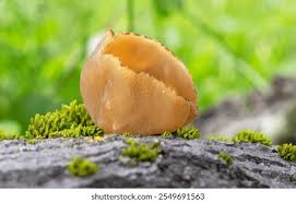 Attēlu rezultāti vaicājumam “Peziza repanda”