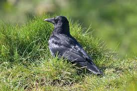 Attēlu rezultāti vaicājumam “Corvus frugilegus adult”