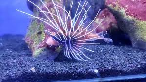 Image result for Pterois radiata