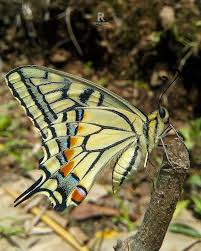 Attēlu rezultāti vaicājumam “Papilio machaon upperside”