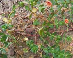 Attēlu rezultāti vaicājumam “Anagallis arvensis leaf”
