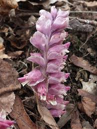 Attēlu rezultāti vaicājumam “Lathraea squamaria”