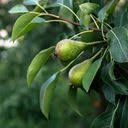 Attēlu rezultāti vaicājumam “Pyrus pyraster fruit”
