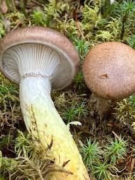 Attēlu rezultāti vaicājumam “Gomphidius glutinosus”