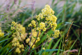 Attēlu rezultāti vaicājumam “Thalictrum flavum flower”