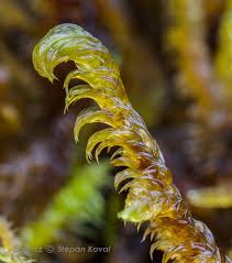 Attēlu rezultāti vaicājumam “Hamatocaulis vernicosus”