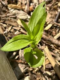 Attēlu rezultāti vaicājumam “Epipactis helleborine leaf”