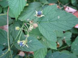 Attēlu rezultāti vaicājumam “Rubus caesius”
