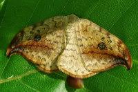 Attēlu rezultāti vaicājumam “Drepana falcataria”