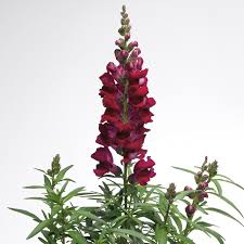 Image result for Antirrhinum majus
