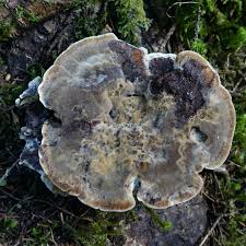 Attēlu rezultāti vaicājumam “Inonotus leporinus”