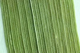 Attēlu rezultāti vaicājumam “Cinna latifolia fruit”