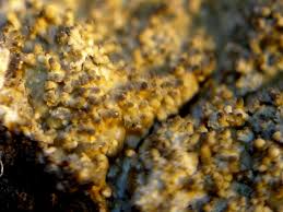 Attēlu rezultāti vaicājumam “Pertusaria coccodes”