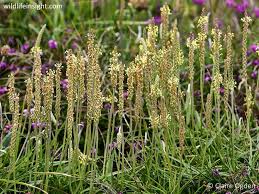 Attēlu rezultāti vaicājumam “Plantago uniflora”