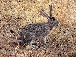 Attēlu rezultāti vaicājumam “Leporida”