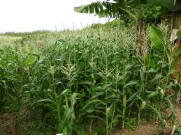 Attēlu rezultāti vaicājumam “Zea mays”