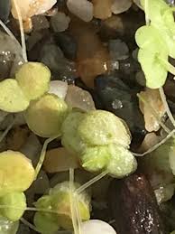 Attēlu rezultāti vaicājumam “Lemna gibba”