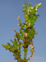 Attēlu rezultāti vaicājumam “Najas marina”