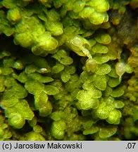 Attēlu rezultāti vaicājumam “Lejeunea cavifolia”