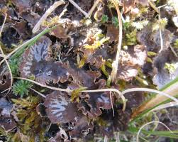 Attēlu rezultāti vaicājumam “Peltigera”