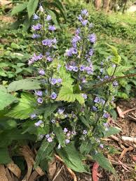 Attēlu rezultāti vaicājumam “Echium vulgare”