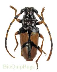 Attēlu rezultāti vaicājumam “Tenthredo mandibularis”