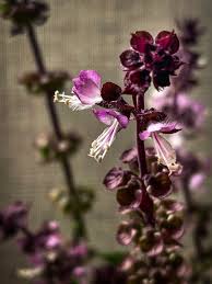 Attēlu rezultāti vaicājumam “Ocimum basilicum flower”