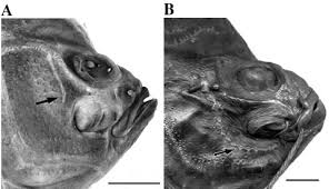 Image result for Liopsetta glacialis