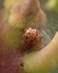 Attēlu rezultāti vaicājumam “Phylloneta cocoon”