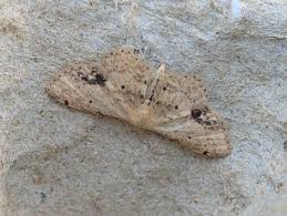 Attēlu rezultāti vaicājumam “Idaea dimidiata”