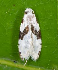 Attēlu rezultāti vaicājumam “Nemapogon cloacella”