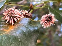 Attēlu rezultāti vaicājumam “Gymnosporangium sp.”