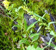 Attēlu rezultāti vaicājumam “Solidago virgaurea leaf”