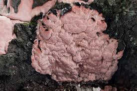 Attēlu rezultāti vaicājumam “Rhodonia placenta”