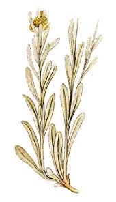 Attēlu rezultāti vaicājumam “Helichrysum arenarium leaf”