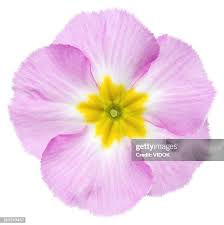 Attēlu rezultāti vaicājumam “Primulaceae”