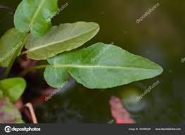 Attēlu rezultāti vaicājumam “Rumex aquaticus leaf”