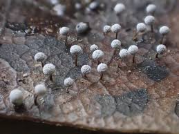 Attēlu rezultāti vaicājumam “Didymium nigripes”