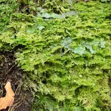 Attēlu rezultāti vaicājumam “Trichocolea tomentella”