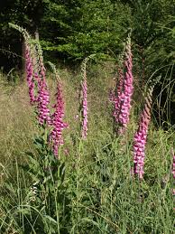 Image result for Digitalis purpurea
