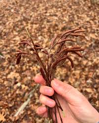 Attēlu rezultāti vaicājumam “Cribraria languescens stalked”