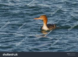 Attēlu rezultāti vaicājumam “Mergus serrator female”