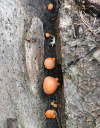 Attēlu rezultāti vaicājumam “Lycogala cf. fossiculatum macro”