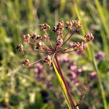 Attēlu rezultāti vaicājumam “Peucedanum oreoselinum”