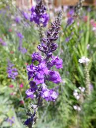 Image result for Linaria purpurea